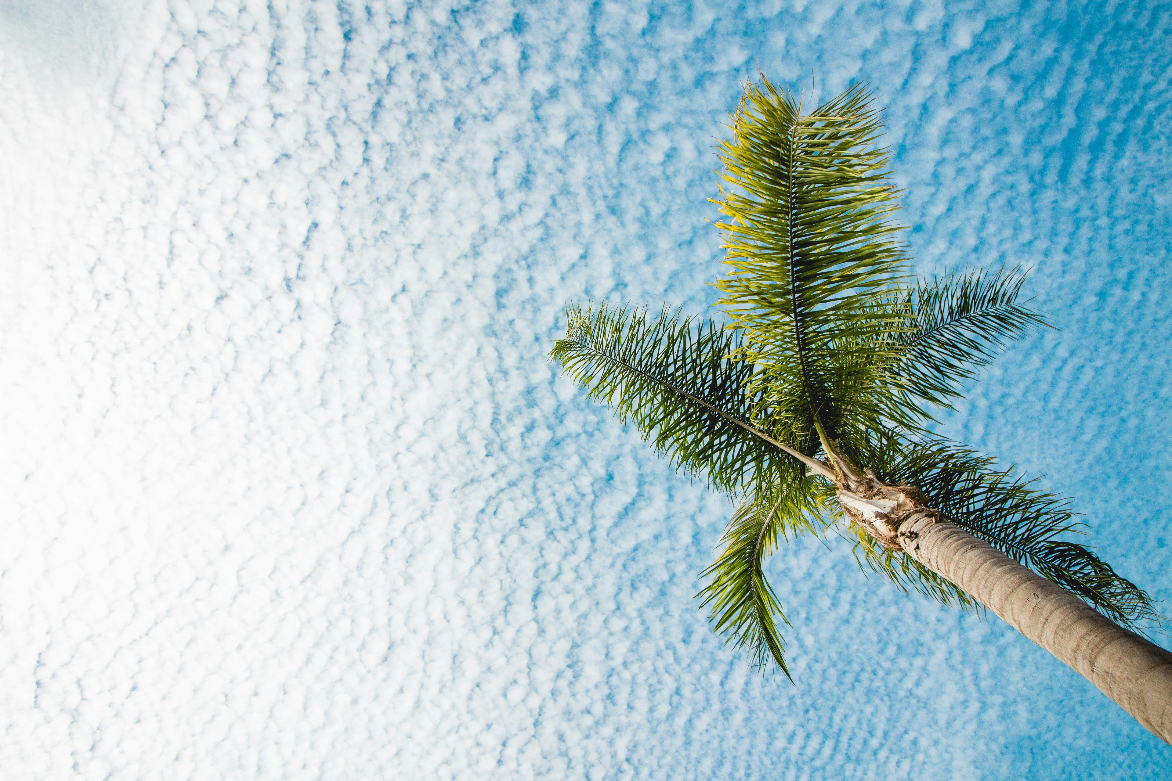 Palm tree with a blue textured background